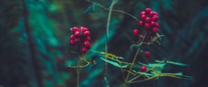 Preview wallpaper berry, plant, leaves, branches
