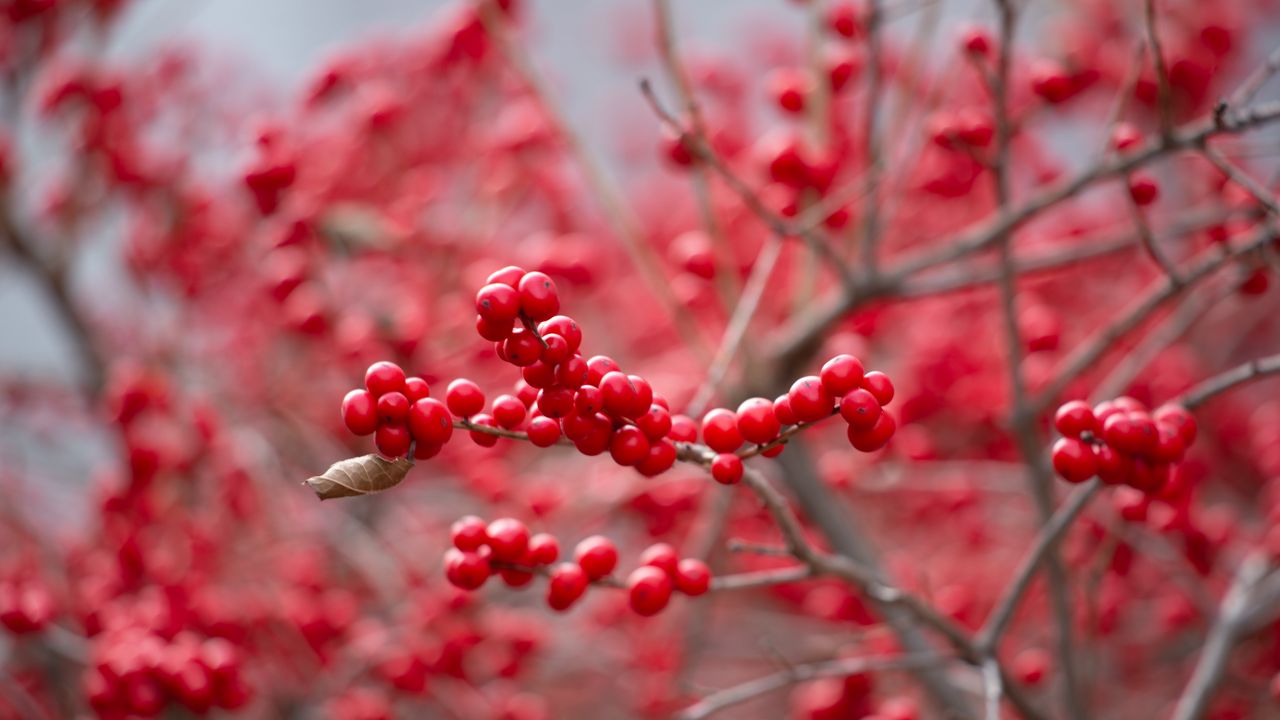 Wallpaper berry, red, branch
