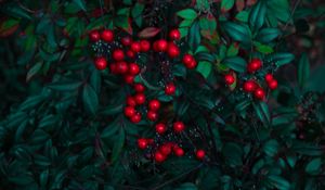 Preview wallpaper berry, red, leaves, branches