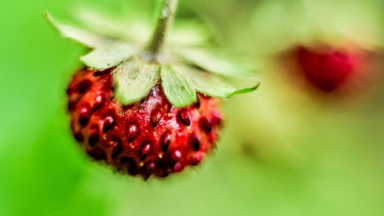Wallpaper berry, strawberry, close-up