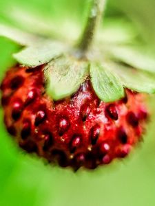 Preview wallpaper berry, strawberry, close-up