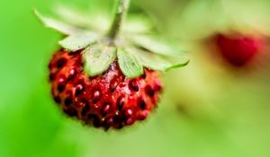 Preview wallpaper berry, strawberry, close-up