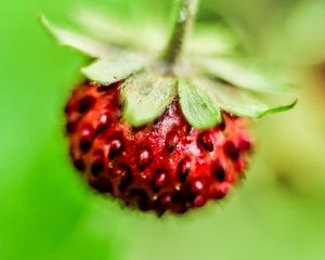 Preview wallpaper berry, strawberry, close-up