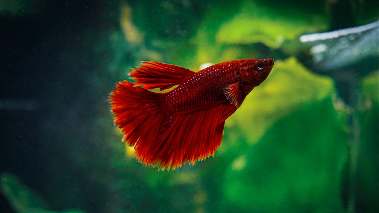 Wallpaper betta, fish, aquarium, water, red