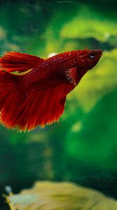 Preview wallpaper betta, fish, aquarium, water, red