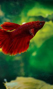 Preview wallpaper betta, fish, aquarium, water, red