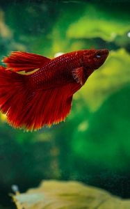 Preview wallpaper betta, fish, aquarium, water, red