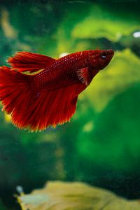 Preview wallpaper betta, fish, aquarium, water, red