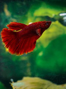 Preview wallpaper betta, fish, aquarium, water, red