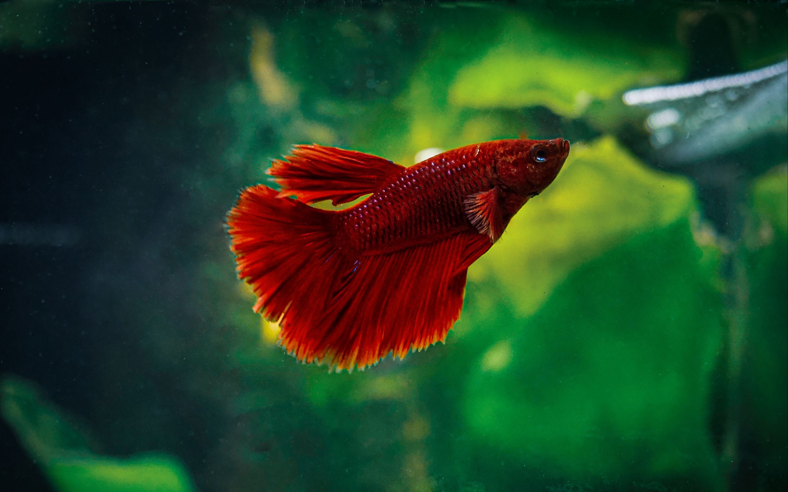 Download wallpaper 2560x1600 betta, fish, aquarium, water, red