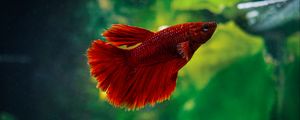 Preview wallpaper betta, fish, aquarium, water, red