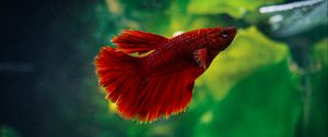 Preview wallpaper betta, fish, aquarium, water, red