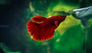 Preview wallpaper betta, fish, aquarium, water, red