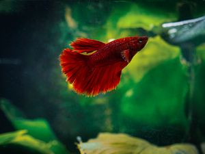 Preview wallpaper betta, fish, aquarium, water, red