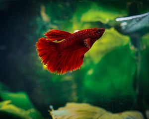 Preview wallpaper betta, fish, aquarium, water, red