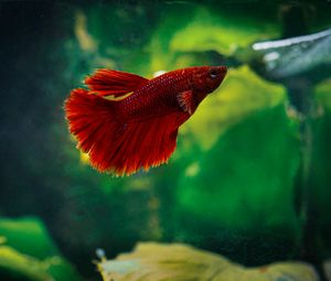 Preview wallpaper betta, fish, aquarium, water, red