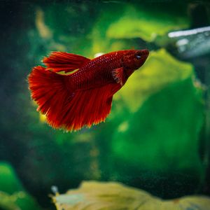 Preview wallpaper betta, fish, aquarium, water, red