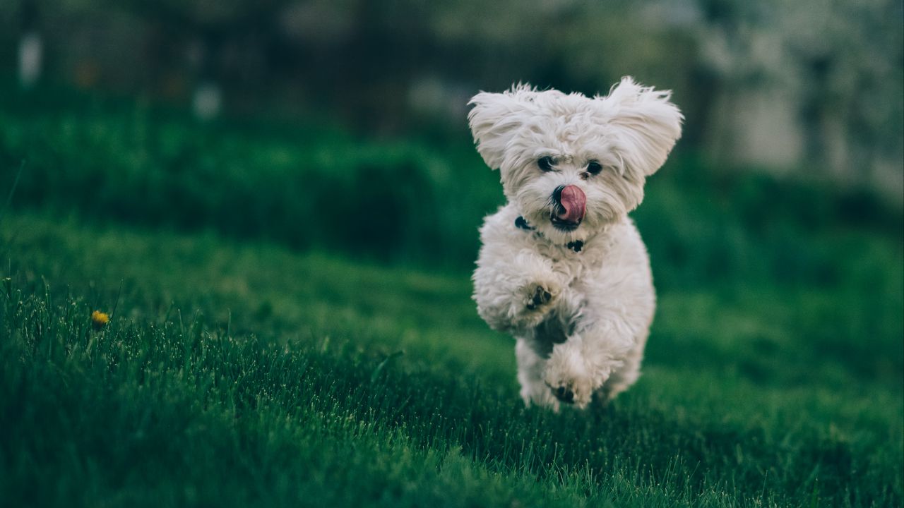 Wallpaper bichon frise, dog, running, grass