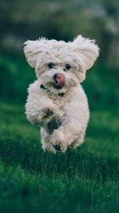 Preview wallpaper bichon frise, dog, running, grass