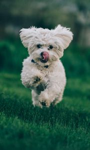 Preview wallpaper bichon frise, dog, running, grass