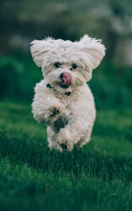 Preview wallpaper bichon frise, dog, running, grass