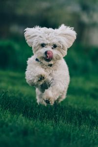 Preview wallpaper bichon frise, dog, running, grass