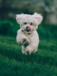 Preview wallpaper bichon frise, dog, running, grass