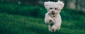 Preview wallpaper bichon frise, dog, running, grass