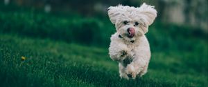 Preview wallpaper bichon frise, dog, running, grass