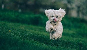 Preview wallpaper bichon frise, dog, running, grass