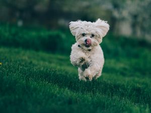 Preview wallpaper bichon frise, dog, running, grass