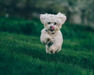 Preview wallpaper bichon frise, dog, running, grass