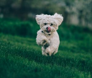 Preview wallpaper bichon frise, dog, running, grass