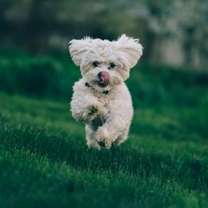 Preview wallpaper bichon frise, dog, running, grass