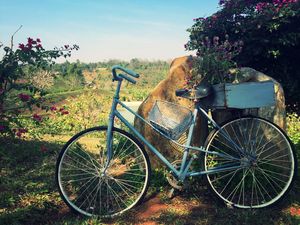 Preview wallpaper bicycle, basket, flowers