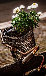 Preview wallpaper bicycle, bouquet, basket, rust