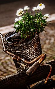 Preview wallpaper bicycle, bouquet, basket, rust