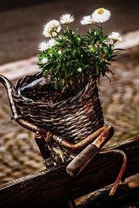 Preview wallpaper bicycle, bouquet, basket, rust