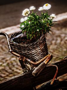 Preview wallpaper bicycle, bouquet, basket, rust