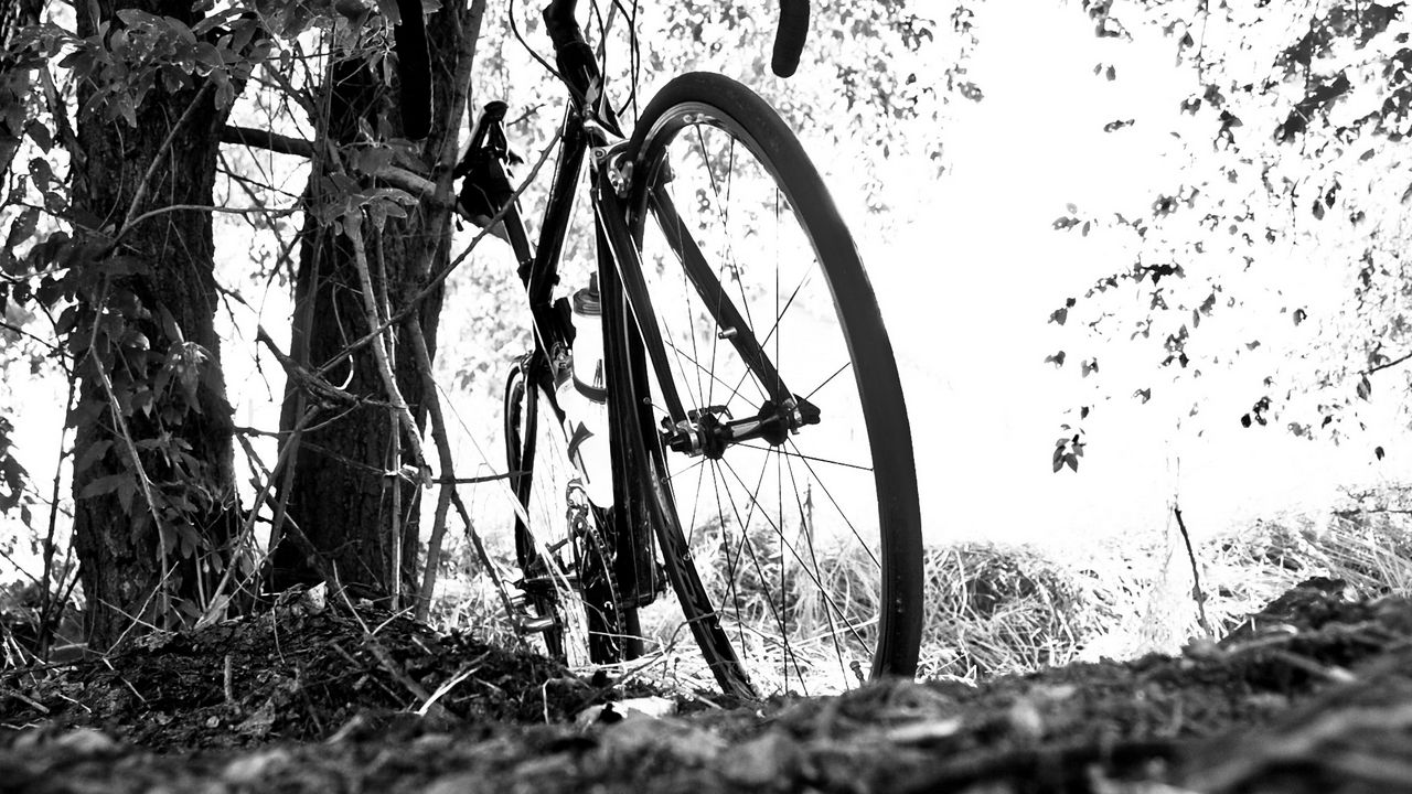 Wallpaper bicycle, branches, black and white