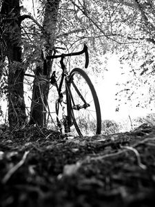 Preview wallpaper bicycle, branches, black and white