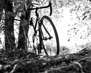 Preview wallpaper bicycle, branches, black and white