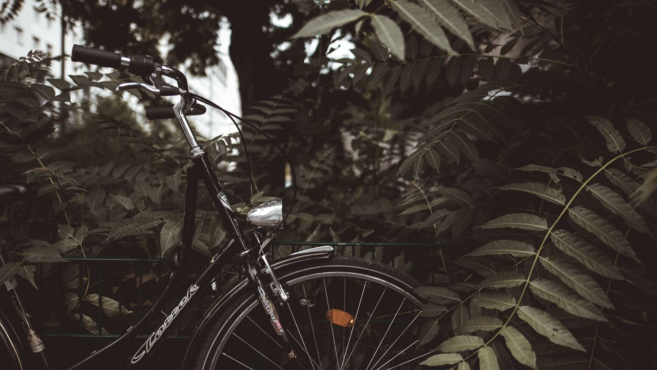 Wallpaper bicycle, branches, leaves, trees, dark