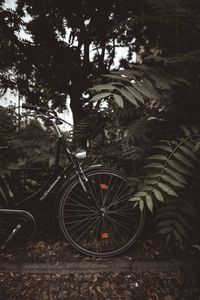 Preview wallpaper bicycle, branches, leaves, trees, dark