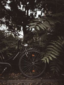 Preview wallpaper bicycle, branches, leaves, trees, dark