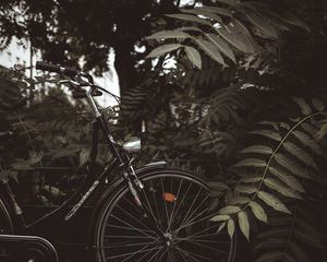 Preview wallpaper bicycle, branches, leaves, trees, dark