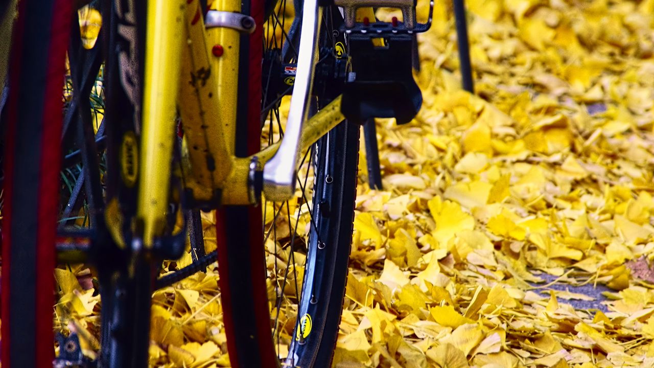 Wallpaper bicycle, fallen leaves, autumn