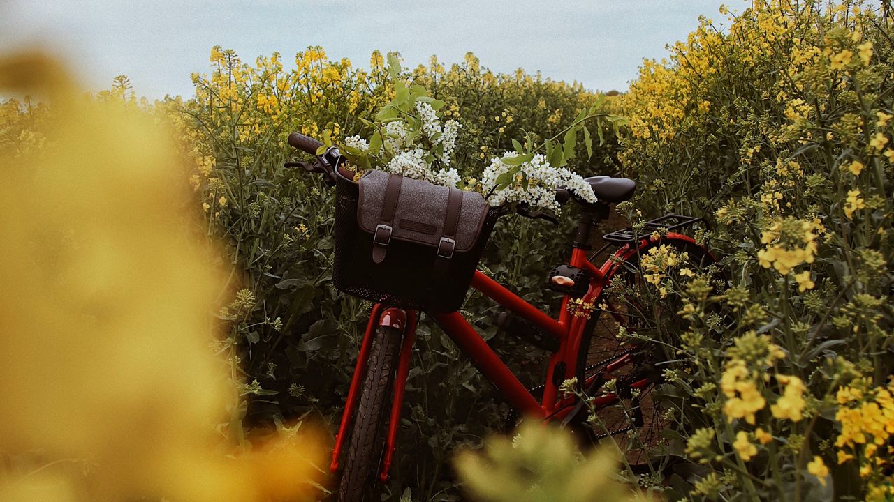 Wallpaper bicycle, flowers, field