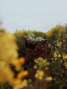 Preview wallpaper bicycle, flowers, field