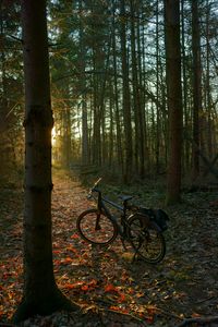 Preview wallpaper bicycle, forest, trees, leaves, dry, trail, nature